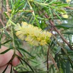 Acacia verticillata at Corinna, TAS - 7 Nov 2024