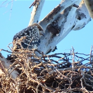 Haliastur sphenurus at Wooroonook, VIC - 5 Nov 2024 07:10 AM