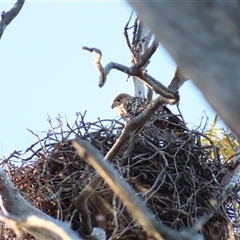 Haliastur sphenurus at Wooroonook, VIC - 5 Nov 2024 07:10 AM