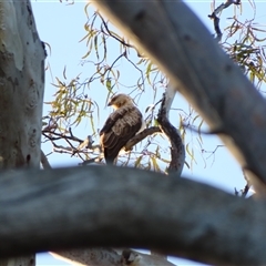 Haliastur sphenurus at Wooroonook, VIC - 5 Nov 2024 07:10 AM