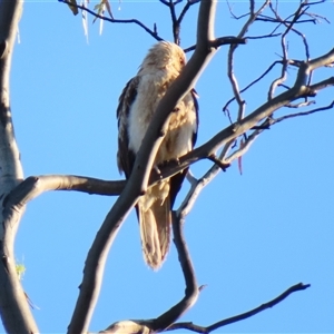 Haliastur sphenurus at Wooroonook, VIC - 5 Nov 2024 07:10 AM