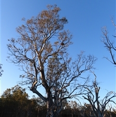 Haliastur sphenurus at Wooroonook, VIC - 5 Nov 2024 07:10 AM