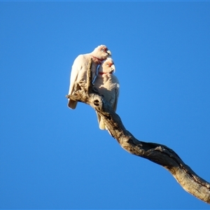 Cacatua tenuirostris at Wooroonook, VIC - 5 Nov 2024 07:08 AM