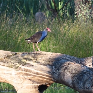 Porphyrio melanotus at Wooroonook, VIC - 5 Nov 2024 07:19 AM