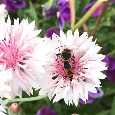 Dindymus versicolor (Harlequin Bug) at Fyshwick, ACT - 9 Nov 2024 by dwise