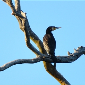 Phalacrocorax carbo at Wooroonook, VIC - 5 Nov 2024 07:09 AM