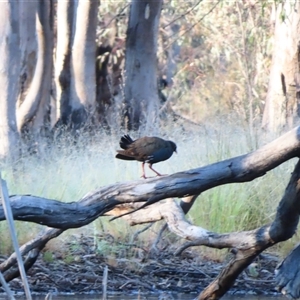 Tribonyx ventralis at Wooroonook, VIC - 5 Nov 2024 07:18 AM