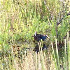 Porzana fluminea (Australian Spotted Crake) at Wooroonook, VIC - 4 Nov 2024 by MB