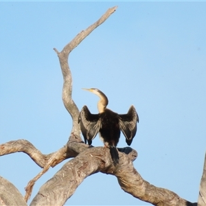 Anhinga novaehollandiae at Wooroonook, VIC - 5 Nov 2024