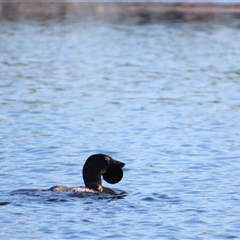 Biziura lobata (Musk Duck) at Wooroonook, VIC - 5 Nov 2024 by MB