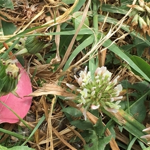 Apis mellifera at Fyshwick, ACT - 9 Nov 2024