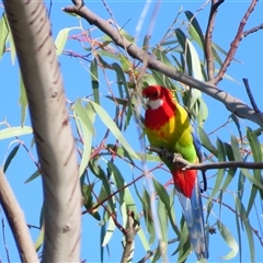 Platycercus eximius (Eastern Rosella) at Wooroonook, VIC - 4 Nov 2024 by MB