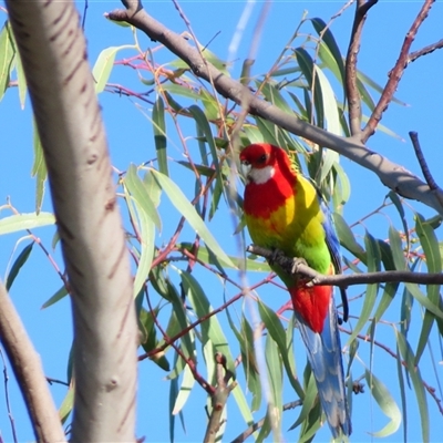 Platycercus eximius (Eastern Rosella) at Wooroonook, VIC - 5 Nov 2024 by MB