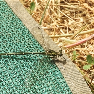 Austroargiolestes icteromelas at Mundarlo, NSW - 4 Nov 2024