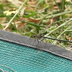 Austroargiolestes icteromelas at Mundarlo, NSW - 4 Nov 2024