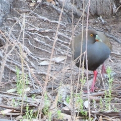 Tribonyx ventralis (Black-tailed Nativehen) at Wooroonook, VIC - 4 Nov 2024 by MB