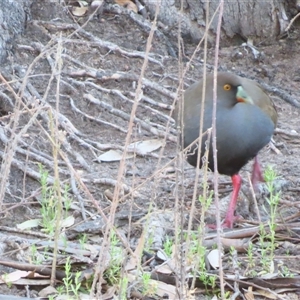 Tribonyx ventralis at Wooroonook, VIC - 5 Nov 2024