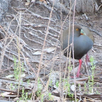 Tribonyx ventralis (Black-tailed Nativehen) at Wooroonook, VIC - 4 Nov 2024 by MB