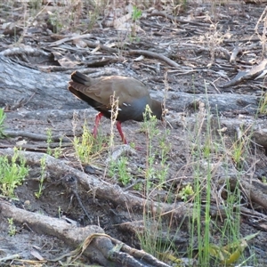 Tribonyx ventralis at Wooroonook, VIC - 5 Nov 2024 08:01 AM