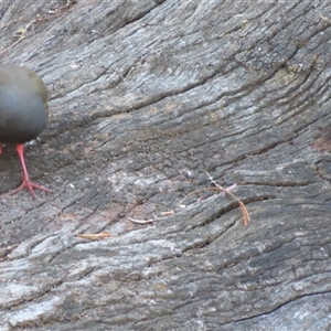 Tribonyx ventralis at Wooroonook, VIC - 5 Nov 2024