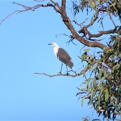 Ardea pacifica (White-necked Heron) at Wooroonook, VIC - 4 Nov 2024 by MB