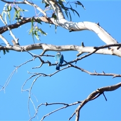 Todiramphus sanctus (Sacred Kingfisher) at Wooroonook, VIC - 5 Nov 2024 by MB