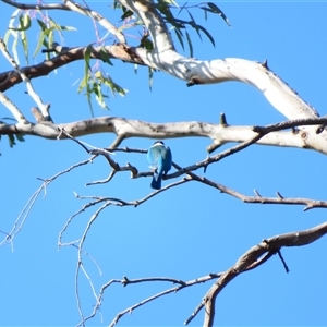 Todiramphus sanctus (Sacred Kingfisher) at Wooroonook, VIC by MB