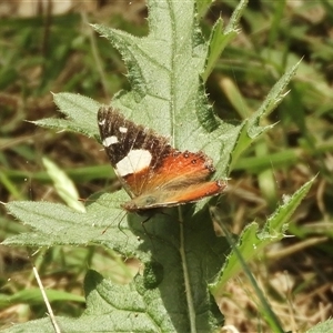 Vanessa itea at Mundarlo, NSW - 4 Nov 2024 02:11 PM