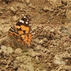 Vanessa kershawi (Australian Painted Lady) at Mundarlo, NSW - 4 Nov 2024 by SimoneC