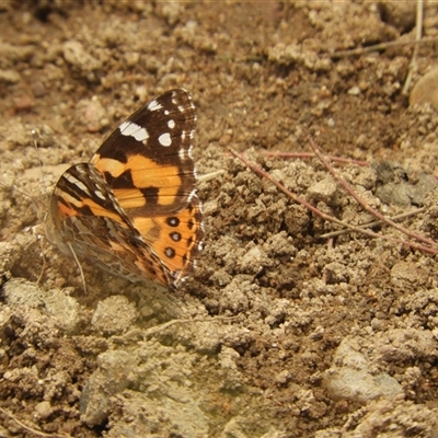 Vanessa kershawi (Australian Painted Lady) at Mundarlo, NSW - 4 Nov 2024 by SimoneC