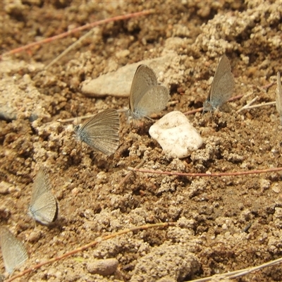 Zizina otis (Common Grass-Blue) at Mundarlo, NSW - 4 Nov 2024 by SimoneC