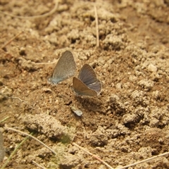 Zizina otis at Mundarlo, NSW - 4 Nov 2024 12:29 PM