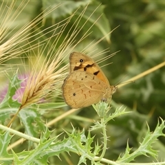 Heteronympha merope (Common Brown Butterfly) at Mundarlo, NSW - 4 Nov 2024 by SimoneC