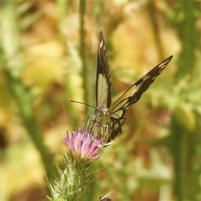 Belenois java (Caper White) at Mundarlo, NSW - 4 Nov 2024 by SimoneC