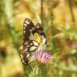 Belenois java at Mundarlo, NSW - 4 Nov 2024