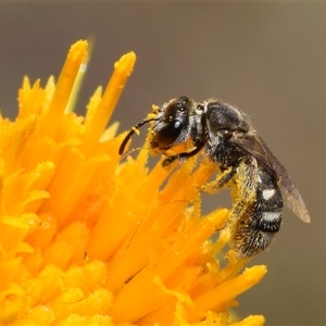 Lasioglossum (Chilalictus) sp. (genus & subgenus) at Karabar, NSW - 9 Nov 2024 11:39 AM