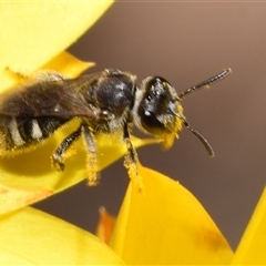 Lasioglossum (Chilalictus) sp. (genus & subgenus) at Karabar, NSW - 9 Nov 2024 11:39 AM