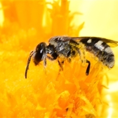 Lasioglossum (Chilalictus) sp. (genus & subgenus) at Karabar, NSW - 9 Nov 2024