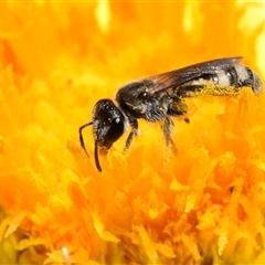 Lasioglossum (Chilalictus) sp. (genus & subgenus) at Karabar, NSW - 9 Nov 2024