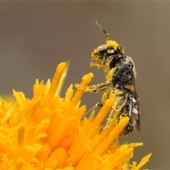 Lasioglossum (Chilalictus) sp. (genus & subgenus) at Karabar, NSW - 9 Nov 2024