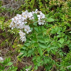 Rosa sp. at Isaacs, ACT - 9 Nov 2024