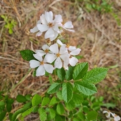 Rosa sp. at Isaacs, ACT - 9 Nov 2024