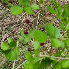 Rosa sp. at Isaacs, ACT - 9 Nov 2024