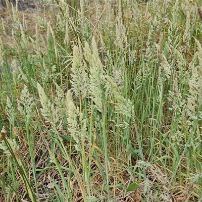 Holcus lanatus (Yorkshire Fog) at Isaacs, ACT - 9 Nov 2024 by Mike