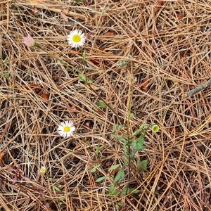 Erigeron karvinskianus at Isaacs, ACT - 9 Nov 2024 04:20 PM