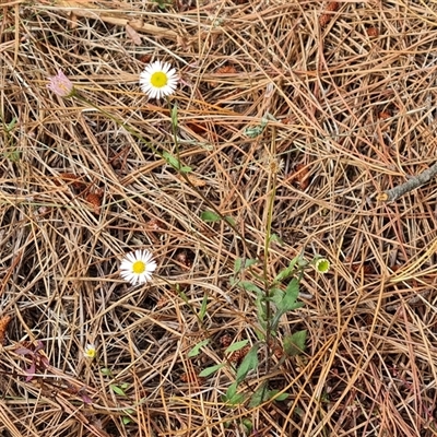 Erigeron karvinskianus (Seaside Daisy) at Isaacs, ACT - 9 Nov 2024 by Mike