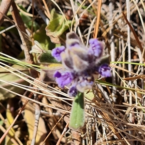 Ajuga australis at Isaacs, ACT - 9 Nov 2024