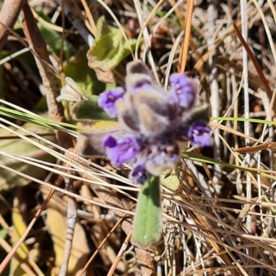 Ajuga australis (Austral Bugle) at Isaacs, ACT - 9 Nov 2024 by Mike