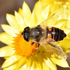 Eristalis tenax (Drone fly) at Karabar, NSW - 9 Nov 2024 by DianneClarke