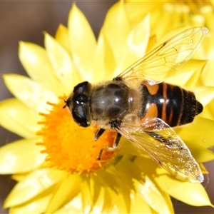 Eristalis tenax at Karabar, NSW - 9 Nov 2024 11:36 AM